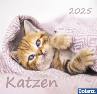Katzen 2025