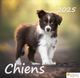 Chiens 2025